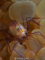 Bubble coral shrimp
Olympus EPM1, Olympus 60 mm macro, S... by Yoav Lavi 